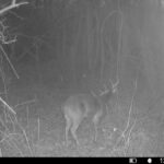 Property photo for land for sale in Tippah County Mississippi