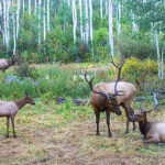 Property photo for land for sale in Montrose County Colorado