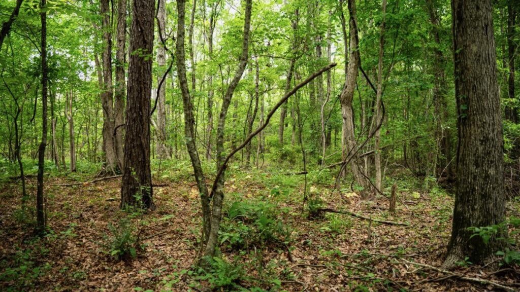 Property photo for land for sale in Morehouse County Louisiana