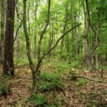 Property photo for land for sale in Morehouse County Louisiana