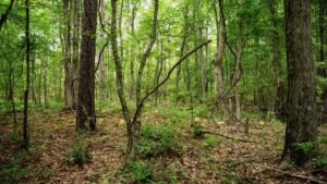 Property photo for land for sale in Morehouse County Louisiana
