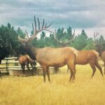 Property photo for land for sale in Yellowstone County Montana