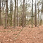 Property photo for land for sale in Pike County Arkansas