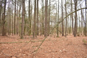 Property photo for land for sale in Pike County Arkansas