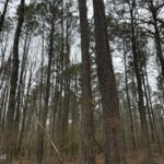 Property photo for land for sale in Rankin County Mississippi