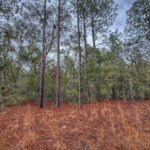Property photo for land for sale in Gilchrist County Florida