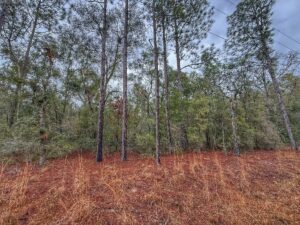 Property photo for land for sale in Gilchrist County Florida