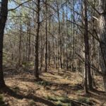 Property photo for land for sale in Hardin County Tennessee