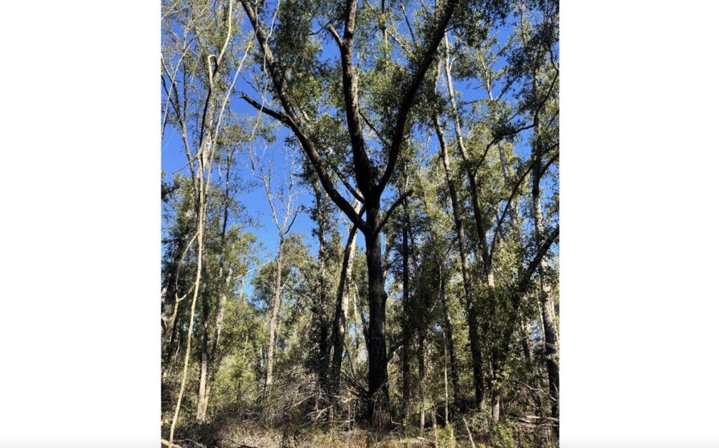 Property photo for land for sale in Hamilton County Florida