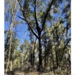 Property photo for land for sale in Hamilton County Florida