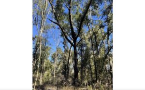 Property photo for land for sale in Hamilton County Florida