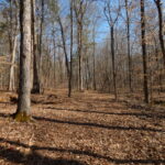 Property photo for land for sale in Wayne County Tennessee