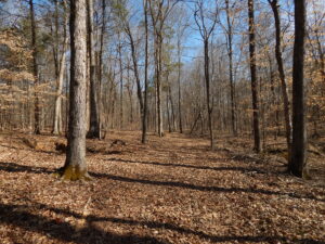 Property photo for land for sale in Wayne County Tennessee