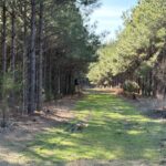 Property photo for land for sale in Cass County Texas