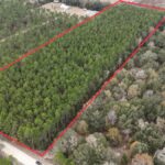 Property photo for land for sale in Levy County Florida