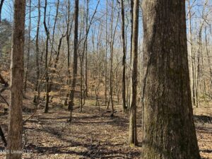 Property photo for land for sale in Yalobusha County Mississippi