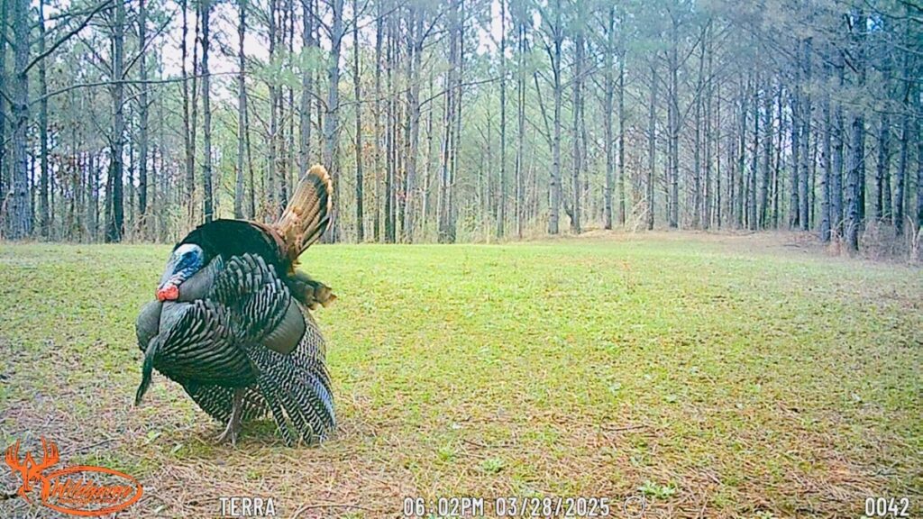 Property photo for land for sale in Prentiss County Mississippi