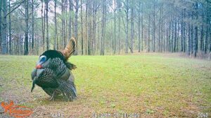 Property photo for land for sale in Prentiss County Mississippi