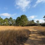 Property photo for land for sale in Marion County Mississippi
