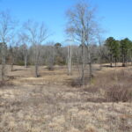 Property photo for land for sale in Bowie County Texas