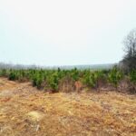 Property photo for land for sale in Walthall County Mississippi
