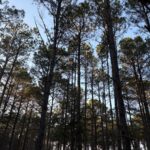 Property photo for land for sale in Cass County Texas