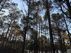 Property photo for land for sale in Cass County Texas