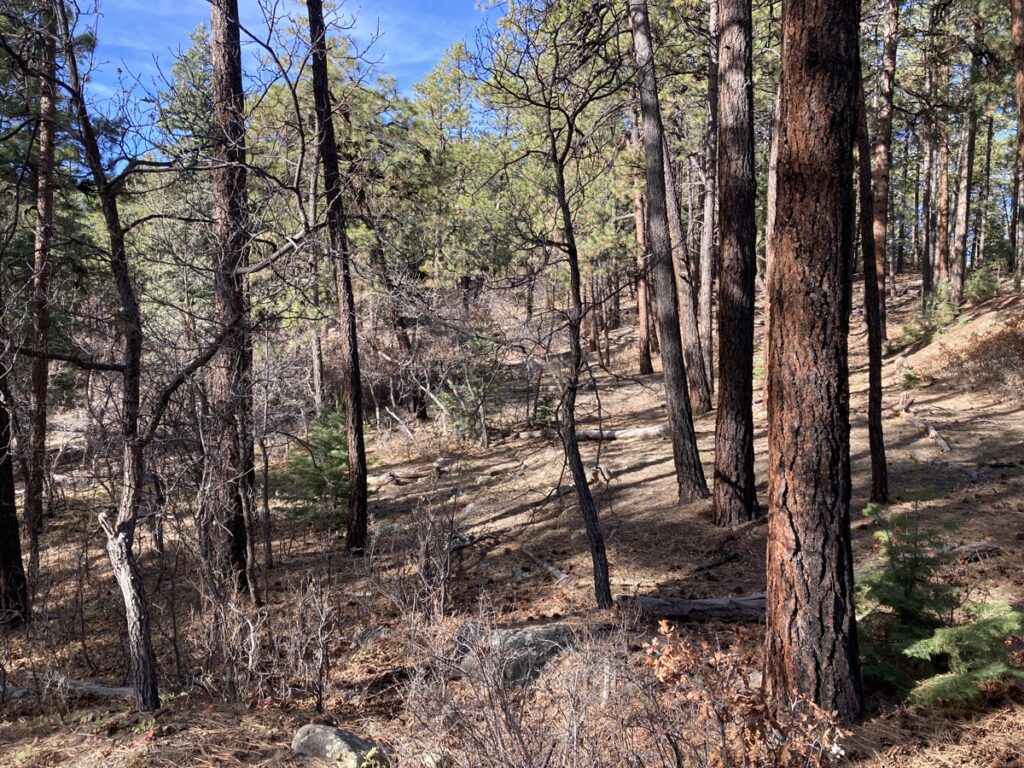Property photo for land for sale in Rio Arriba County New Mexico
