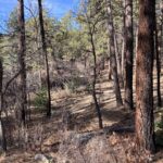 Property photo for land for sale in Rio Arriba County New Mexico