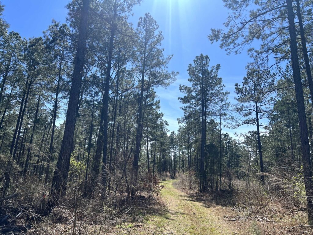 Property photo for land for sale in Ouachita County Arkansas