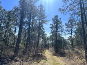 Property photo for land for sale in Ouachita County Arkansas