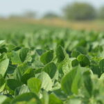Property photo for land for sale in Osage County Kansas