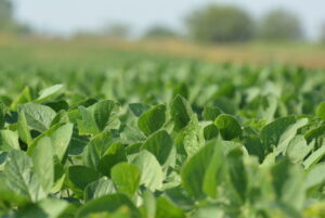 Property photo for land for sale in Osage County Kansas