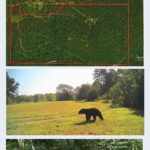 Property photo for land for sale in Douglas County Missouri