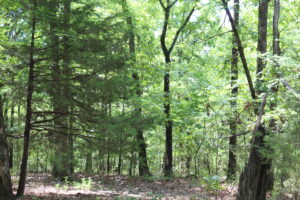 Property photo for land for sale in Boone County Missouri
