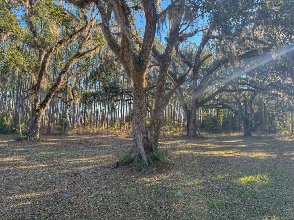 Property photo for land for sale in Taylor County Florida