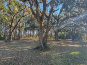 Property photo for land for sale in Taylor County Florida