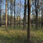 Property photo for land for sale in Monroe County Alabama