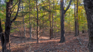 Property photo for land for sale in Boone County Missouri