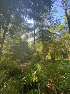 Property photo for land for sale in  County Costa Rica