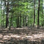 Property photo for land for sale in Boone County Missouri