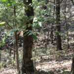 Property photo for land for sale in Boone County Missouri