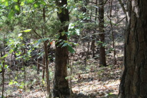 Property photo for land for sale in Boone County Missouri