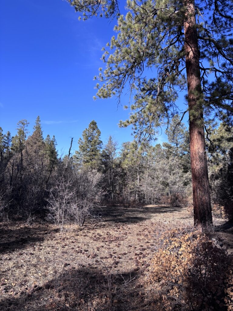 Property photo for land for sale in Rio Arriba County New Mexico