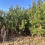 Property photo for land for sale in Webster County Louisiana