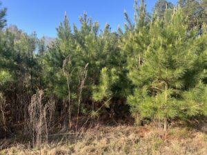 Property photo for land for sale in Webster County Louisiana