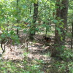 Property photo for land for sale in Boone County Missouri