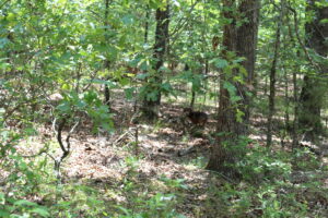 Property photo for land for sale in Boone County Missouri