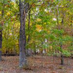 Property photo for land for sale in Boone County Missouri