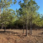 Property photo for land for sale in Pushmataha County Oklahoma